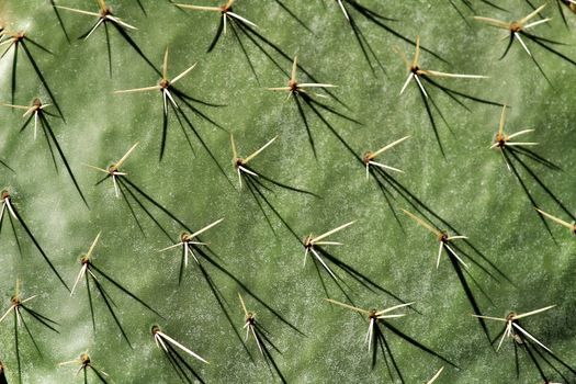 Opuntia ficus indica cactus plant texture