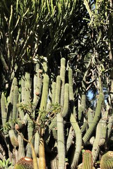 Rockery with different types of cactus in the garden