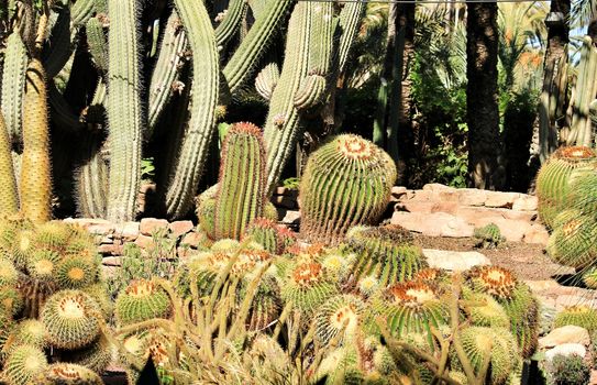 Rockery with different types of cactus in the garden