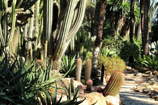 Rockery with different types of cactus in the garden