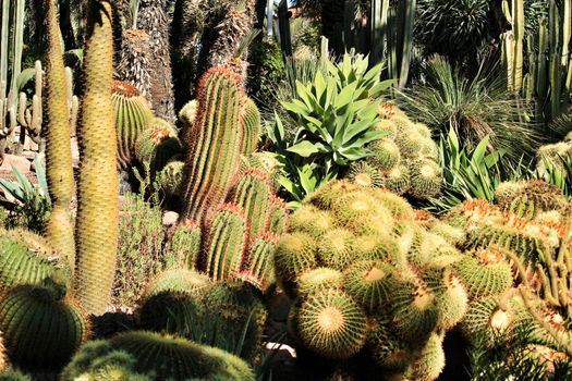 Rockery with different types of cactus in the garden