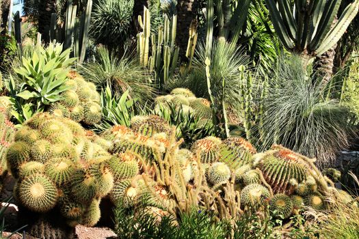 Rockery with different types of cactus in the garden
