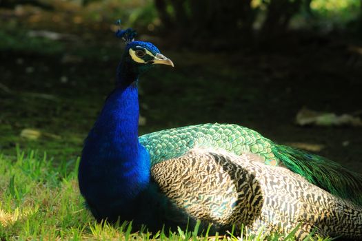 Colorful peacocks at Reina Sofia park in Guardamar, Alicante, Spain