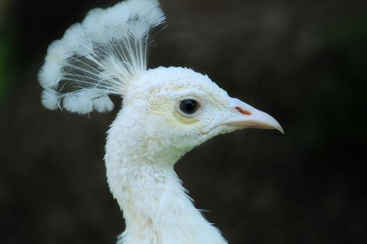 White peacocks in a garden of Lisbon, Portugal