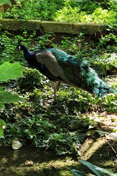 Colorful peacocks at Reina Sofia park in Guardamar, Alicante, Spain