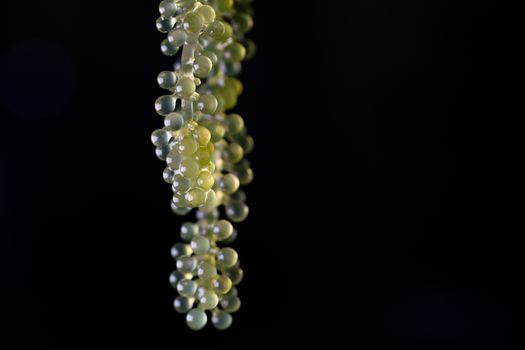 Umi caviar seaweed or green caviar or sea grapes seaweed over black background, healthy sea food.