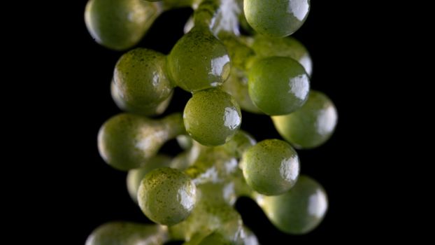 Umi caviar seaweed or green caviar or sea grapes seaweed over black background, healthy sea food.