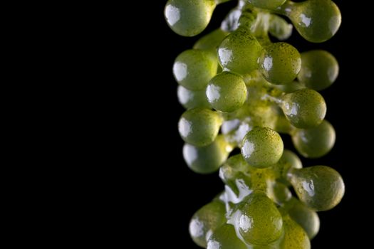 Umi caviar seaweed or green caviar or sea grapes seaweed over black background, healthy sea food.