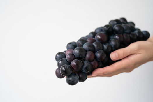 Fresh bunch of purple black grapes on hand over white background. Kyoho Grape.