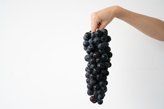 Fresh bunch of purple black grapes on hand over white background. Kyoho Grape.
