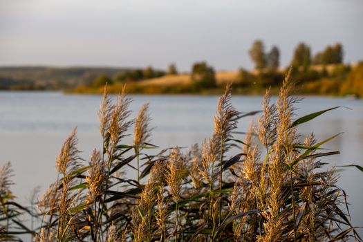 Phragmites australis, common reed - dense thickets in the daylight, lake scenery in the blurred background.