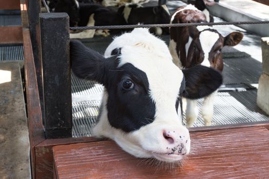 Young calf standing in the paddock, asia Thailand farm.