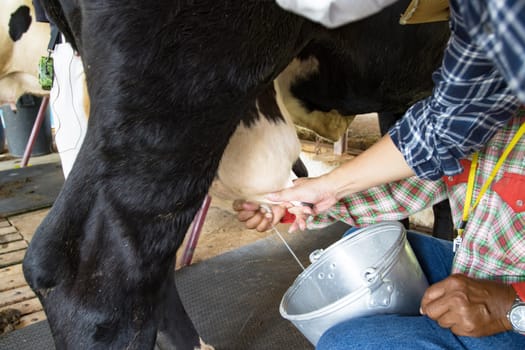 man hand milking a cow by hand, cow standing in the corral, dairy farm of Thailand.