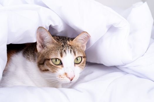 Multicolor tabby cute kitten lying under a blanket on the bed. Pets and lifestyle concept.