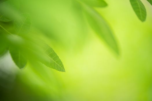 green leaf on nature greenery background in garden