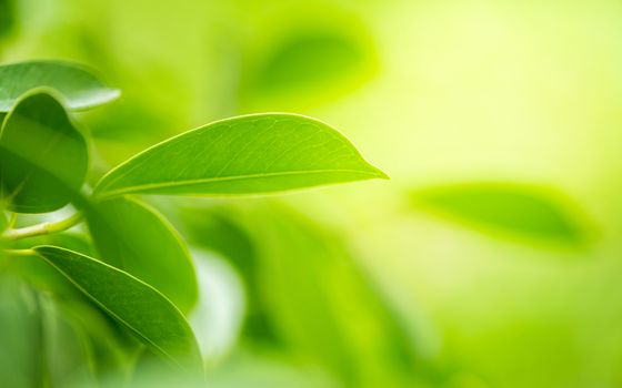 green leaf on nature greenery background in garden