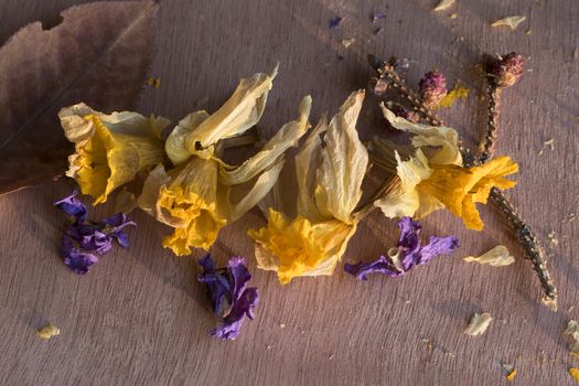 Dry flowers and plants, herbal tea, dried flowers