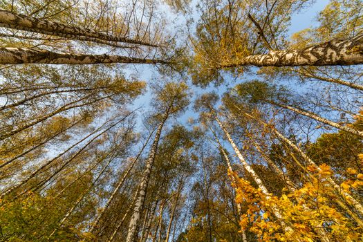 Tree tops in the autumn forest, view from the bottom upward on blue sky background. Dry autumnal leaves background, golden birch tree foliage, autumn park, fall nature.