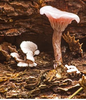 Wild pink mushroom in new growth of grass after good rain.