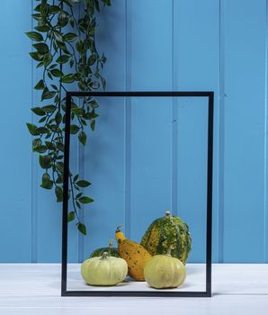 one blank black frame, some pumkins and an ivy on a blue wood background