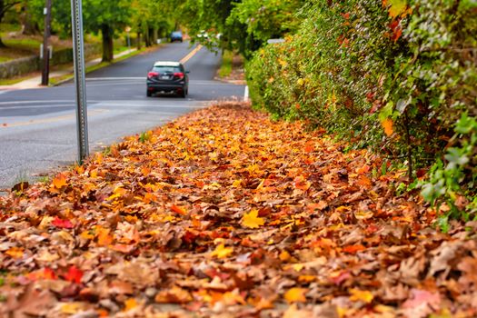 A Sidewalk in a Suburban Town Covered in Autumn Leaves With a Car on the Road