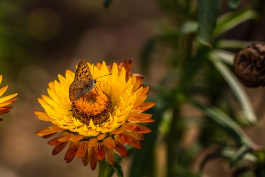 Close up of butterfly on colorful immortal flower isolated in garden.