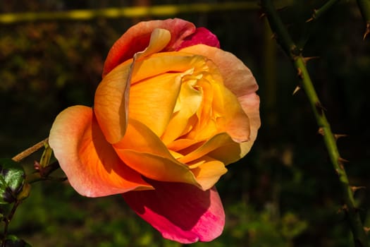 Delicate colorful rose isolated in garden with copy space. Rose isolated background wallpaper.