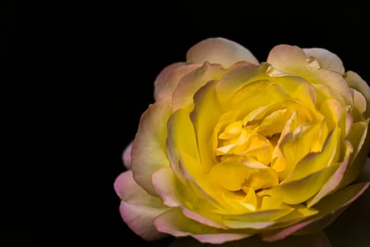 Delicate colorful rose isolated on black with copy space. Rose isolated background wallpaper.