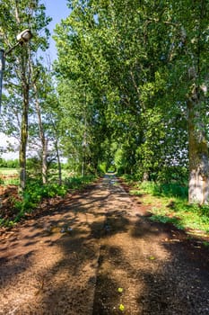 Way through a row of trees on a sunny day after rain.