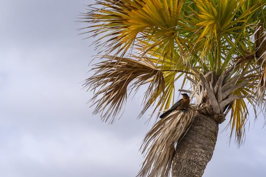 Scenic views of the coast of Florida