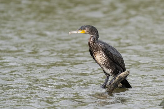 great black cormorant drying its plumage after fishing