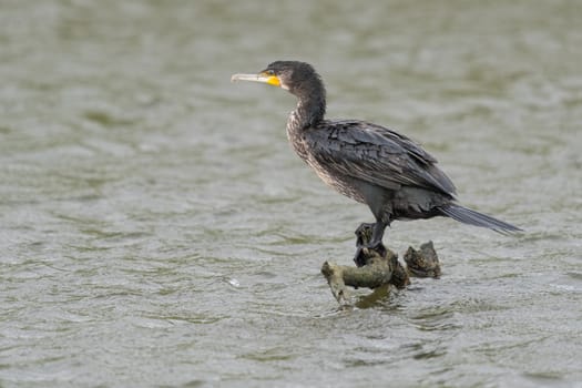 great black cormorant drying its plumage after fishing