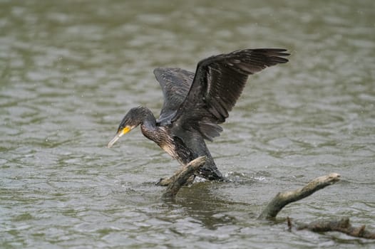 great black cormorant drying its plumage after fishing