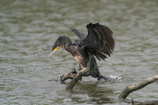 great black cormorant drying its plumage after fishing