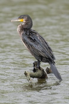 great black cormorant drying its plumage after fishing