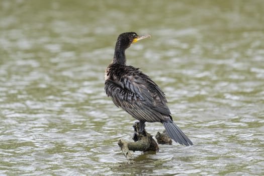 great black cormorant drying its plumage after fishing