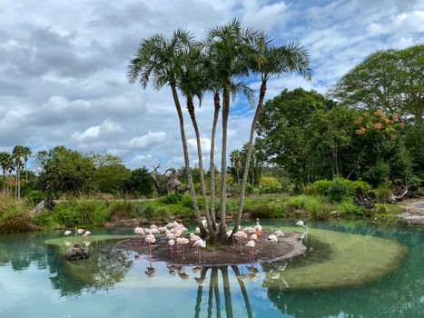 A flamboyance of flamingoes wading in water eating brine shrimp at a zoo on a bright sunny day.