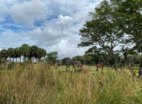 A tower of Giraffes grazing on trees on a savannah at a zoo on a bright sunny day.