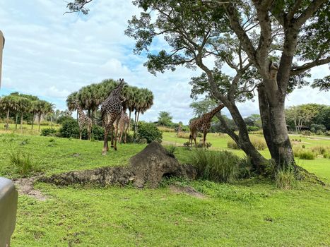 A tower of Giraffes grazing on trees on a savannah at a zoo on a bright sunny day.