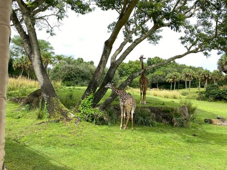 A tower of Giraffes grazing on trees on a savannah at a zoo on a bright sunny day.