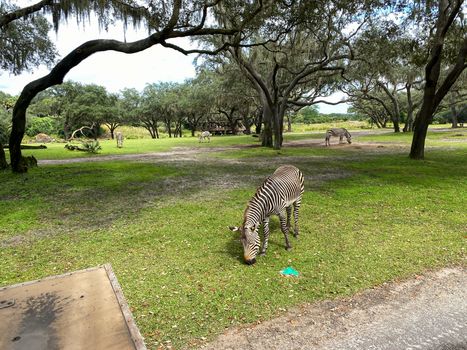 A harem of zebras grazing on a savannah at a zoo on a bright sunny day.