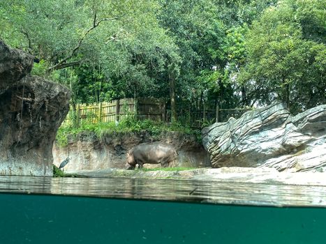 A Hippopotamus at a zoo near a pond on a bright sunny day.