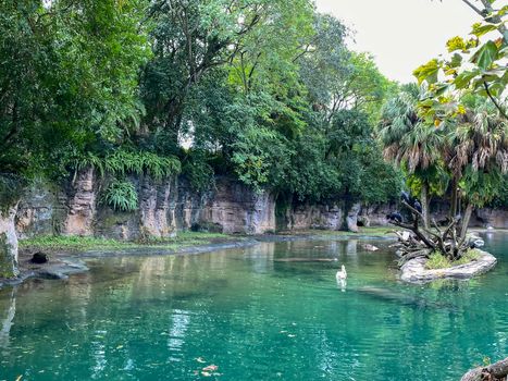 A bloat of Hippopotamus at a zoo in a pond on a bright sunny day. Hippopotamus at a zoo swimming in a pond on a bright sunny day.