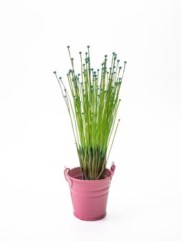 The Lachnocaulon bog button flower plant (La Ong Dao) in small pink pot on white background.