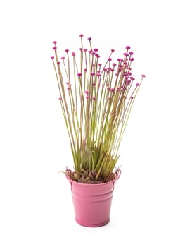 The Lachnocaulon bog button flower plant (La Ong Dao) in small pink pot on white background.