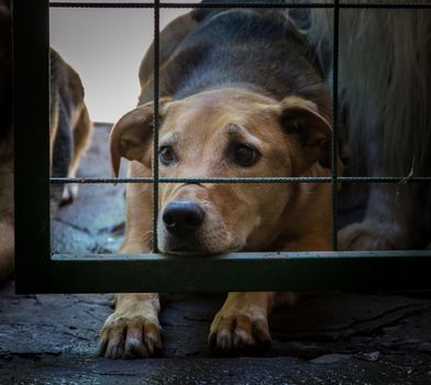 dogs locked up victims of animal abuse and abuse