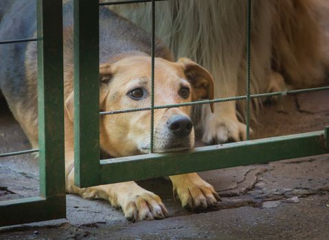 dogs locked up victims of animal abuse and abuse