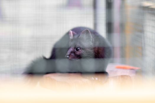 Small black animal European mink in a cage, behind bars. High quality photo