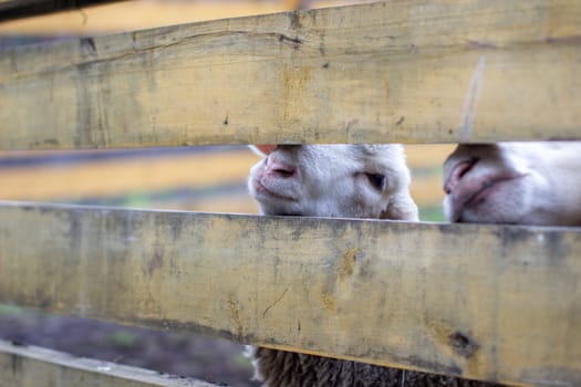 A man feeds white sheep over a fence. Sheep poke their heads through a gap in a wooden fence