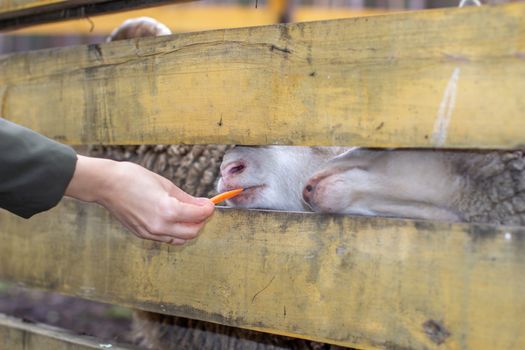 A man feeds white sheep over a fence. Sheep poke their heads through a gap in a wooden fence